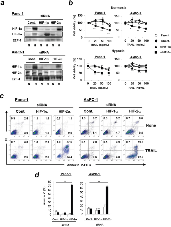 Transfection of HIF-2&#x03B1; siRNA increases TRAIL sensitivity of pancreatic cancer cells.