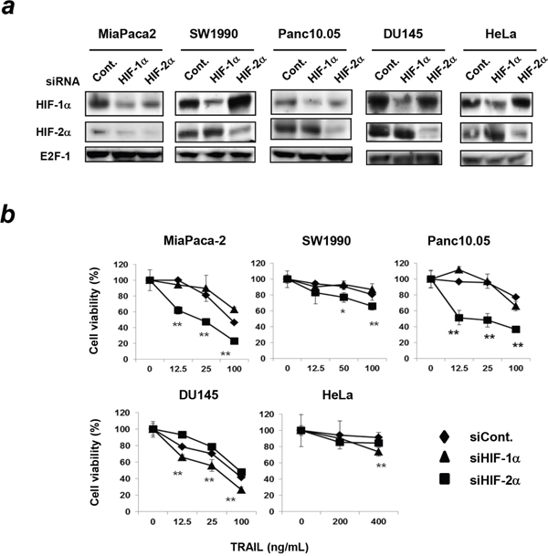 Effect of knockdown of either HIF-1&#x03B1; or HIF-2&#x03B1; on TRAIL sensitivity in other cancer cell lines.