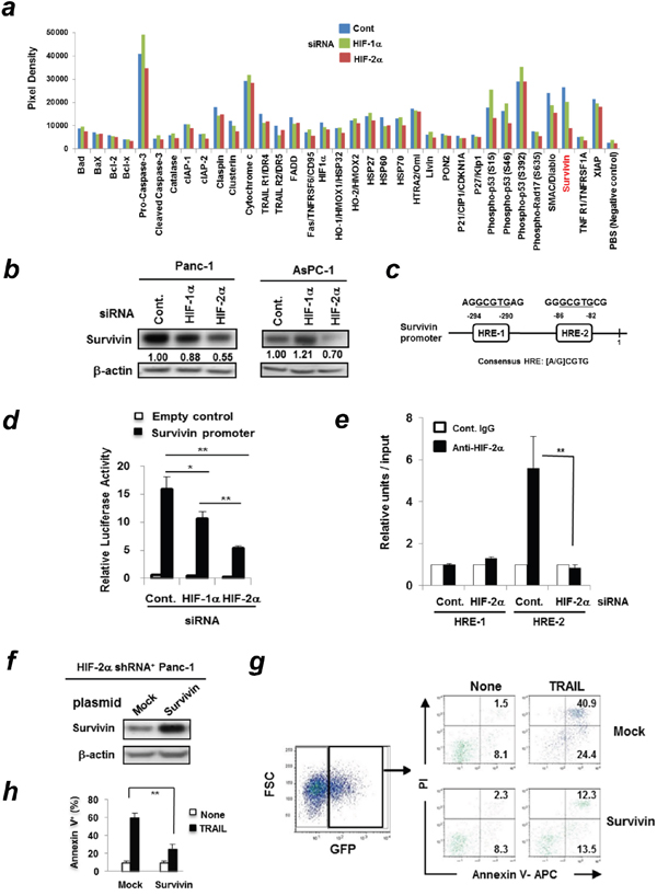 HIF-2&#x03B1; dictates TRAIL sensitivity of Panc-1 cells by regulating survivin expression.