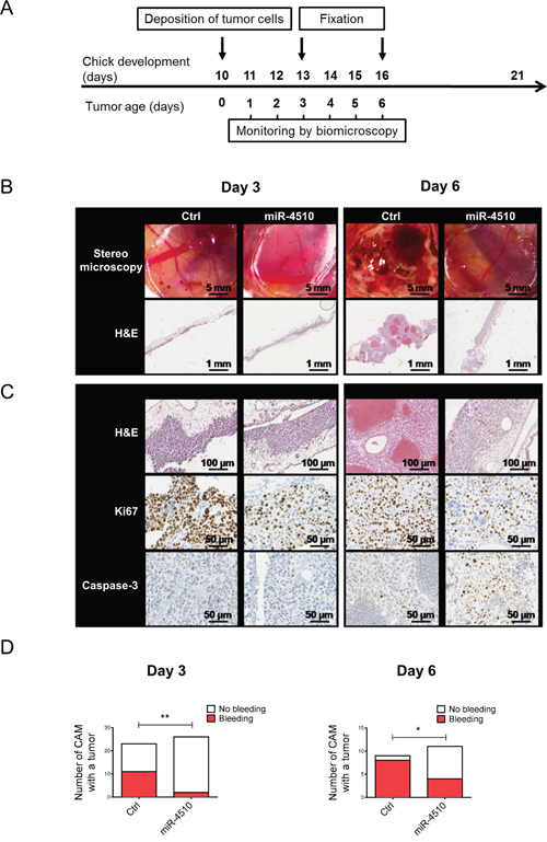 MiR-4510 inhibits HCC tumor development in vivo.