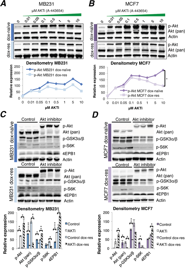 Akt inhibitor treatment of doxorubicin-na&#x00EF;ve and doxorubicin-resistant human breast cancer cell lines.