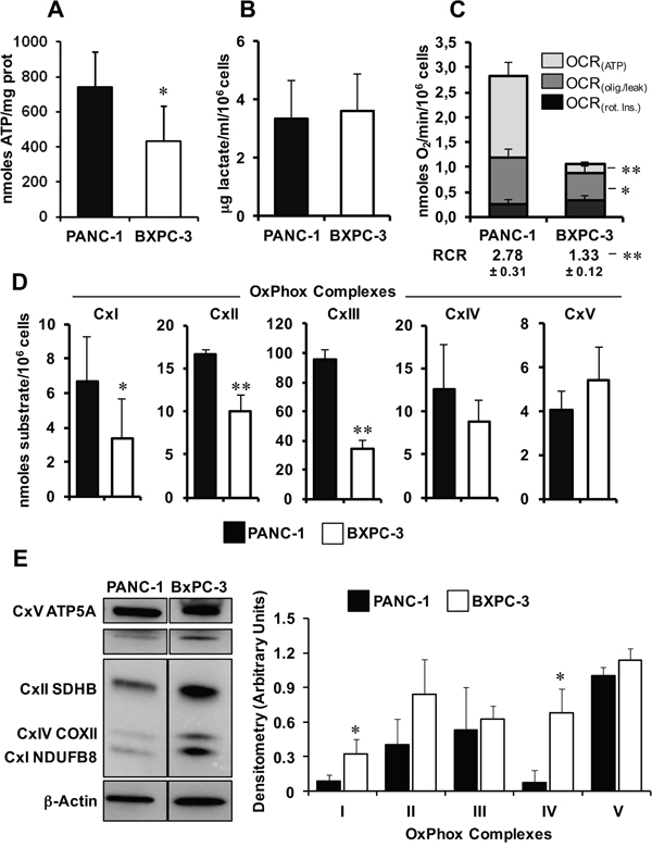 Comparative analysis of the metabolic profiles of PANC-1 and BXPC-3 cell lines.