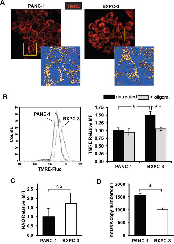 Evaluation of mitochondrial morpho-functional parameters, mitochondrial mass and mtDNA copy number in PANC-1 and BXPC-3 cell lines.