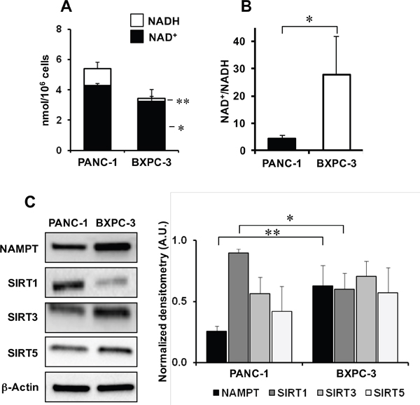 NAD metabolism in PANC-1 and BXPC-3 cell lines.