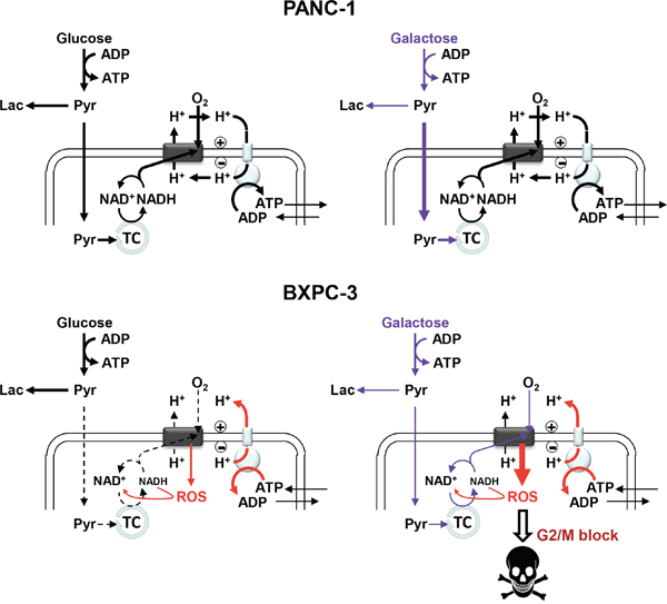 Schematic overview of the main metabolic functions and their alterations following glucose substitution with galactose in PANC-1 and BXPC-3.