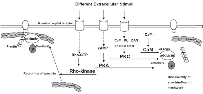 Model for different pathways of adducin phosphorylation [11, 26&#x2013;36].