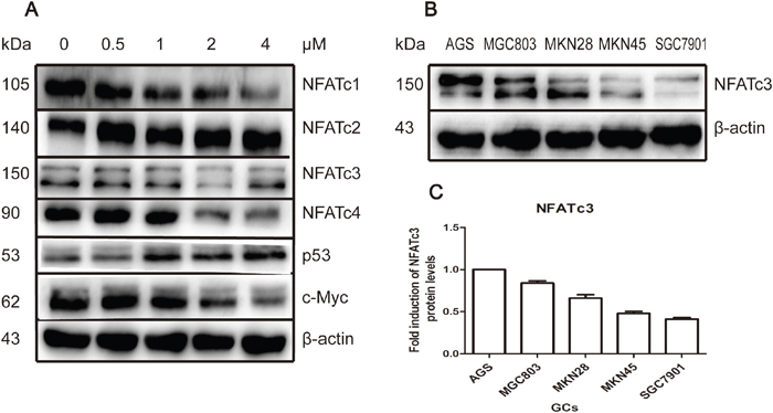 As4S4 modulated the NFAT protein level; the baseline expression of NFATc3 among GC cell-lines.