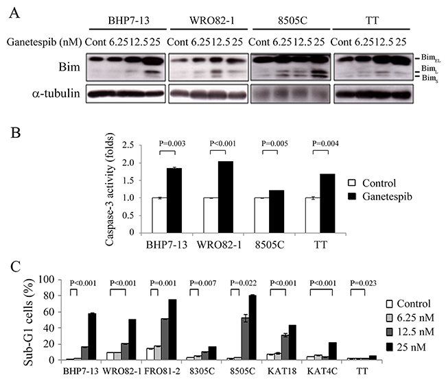 Ganetespib increases Bim expression, activates caspase-3 activity and induces apoptosis.