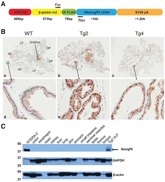 The generation and characterization of ARR2PB-NanogP8 mice.