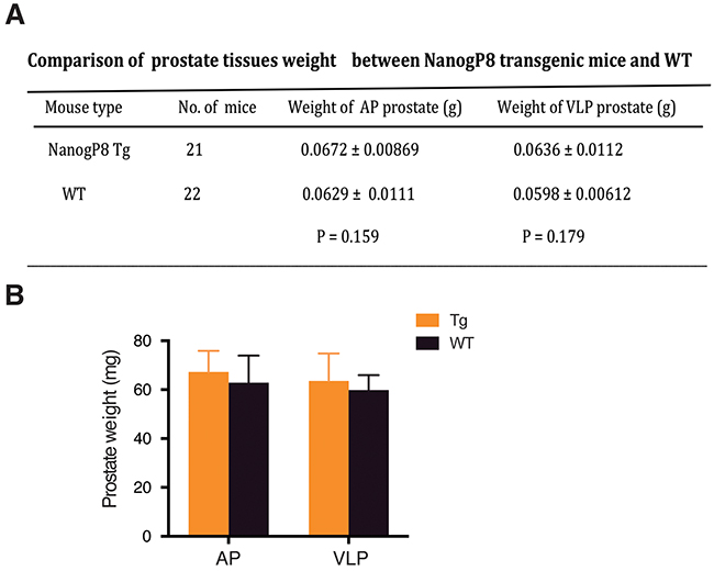 Similar prostate weights between WT and transgenic mice.