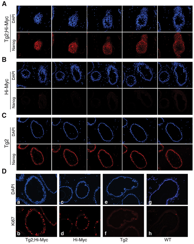 The prominent white spots in Tg2; Hi-Myc VPs represent clusters of Nanog-expressing cells.