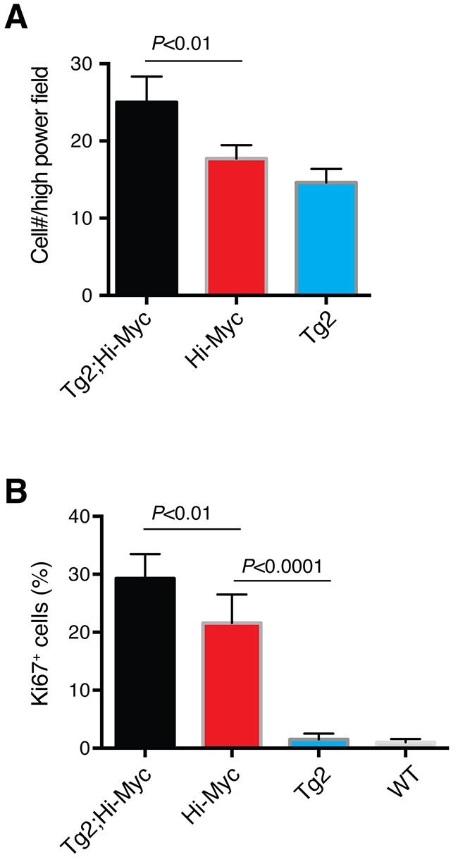 Quantification of proliferation (i.e., Ki67+ cells) in the VP lobes of different mice.