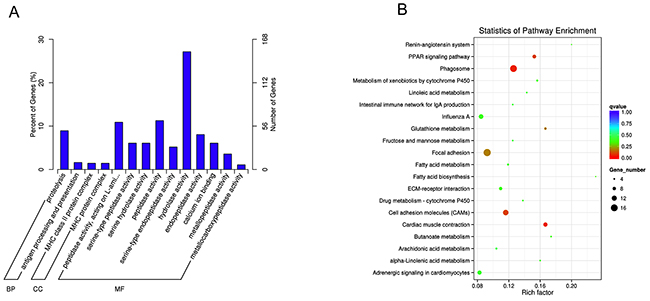 GO and KEGG pathway analyses of differentially expressed mRNAs.
