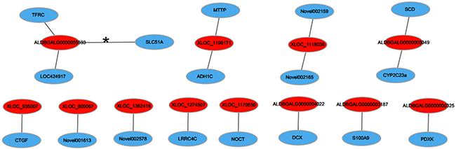 LncRNA-mRNA co-expression network.
