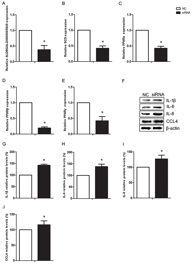 Silencing lncRNA-ALDBGALG0000005049 induced inflammation response in chicken myoblasts.