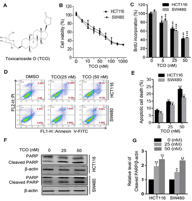 Toxicarioside O promotes apoptotic cell death in colorectal cancer cells.