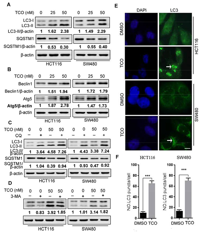 Toxicarioside O induces autophagy in colorectal cancer cells.