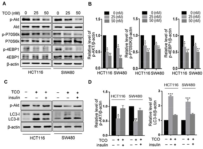 Toxicarioside O induces autophagy through inhibition of the AKT1/mTOR pathway.