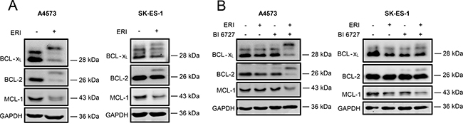 Eribulin and eribulin/BI 6727 co-treatment trigger inactivation of antiapoptotic BCL-2 proteins.