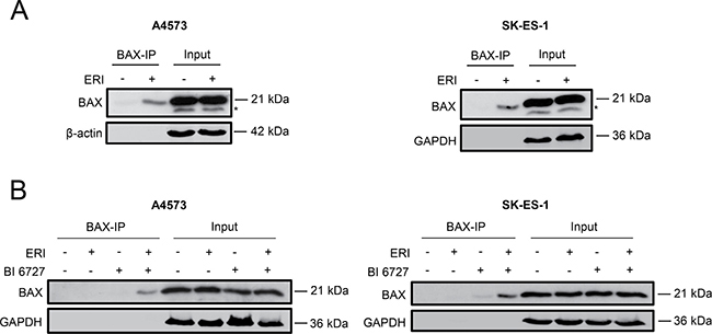 Eribulin and eribulin/BI 6727 co-treatment cause BAX activation.