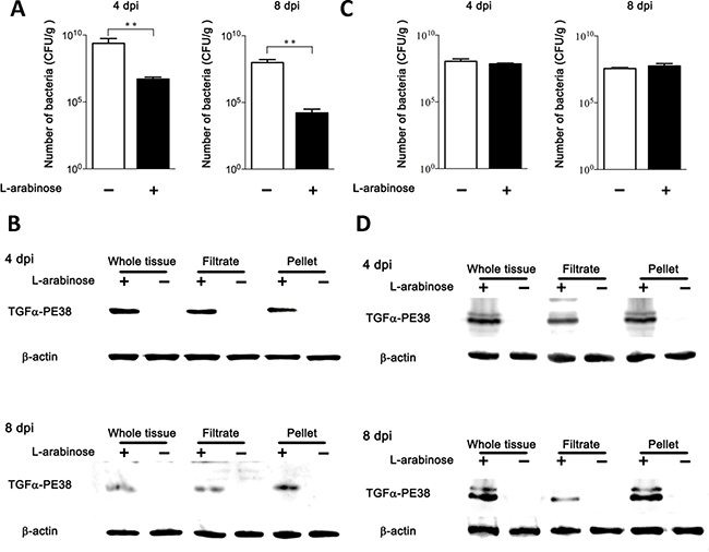 Expression and release of TGF&#x03B1;-PE38 from intra-tumoral Salmonellae.