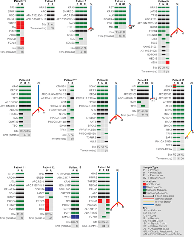 Heatmaps showing the distribution of mutations and copy number alterations in primary tumors, anastomotic recurrences and distant metastases.