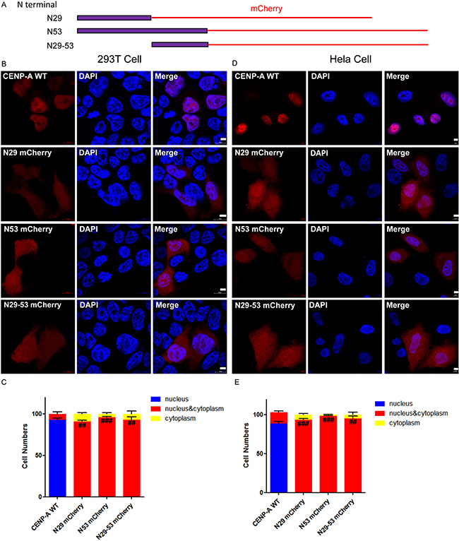 Evaluation of the ability of the amino-terminus of CENP-A to target CENP-A to the nucleus.