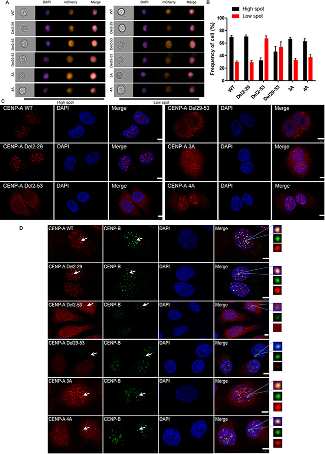 R42R43R44 and K49R52K53K56 were not involved in the centromeric localization of CENP-A.