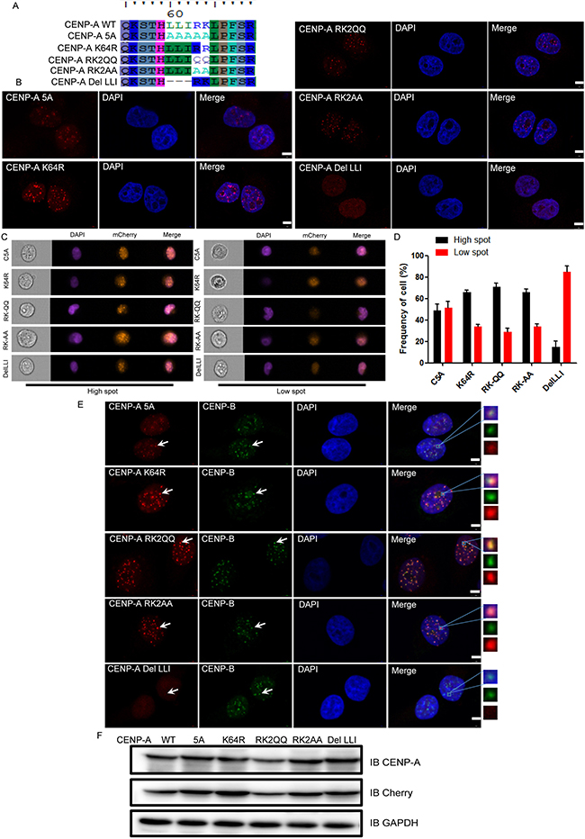 L60L61I62 are the most important residues for CENP-A centromeric localization within the L60L61I62R63K64 region.