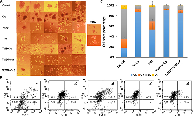 The representative pictures of the DBTRG-05MG neurospheres after treated with of PBS, Cyp solution, MCyp, TMZ, TMZ+Cyp, TMZ+MCyp, and 1/2(TMZ+MCyp).