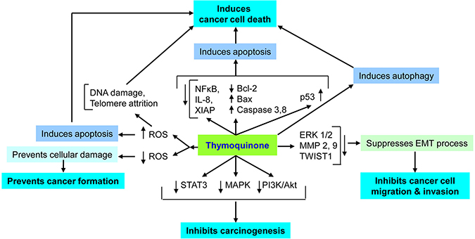 Important mechanisms of thymoquinone&#x2019;s anticancer action.