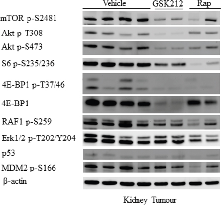 Effect of GSK2126458 and rapamycin on mTOR/MAPK/apoptotic signalling of renal tumours in Tsc2+/- mice.