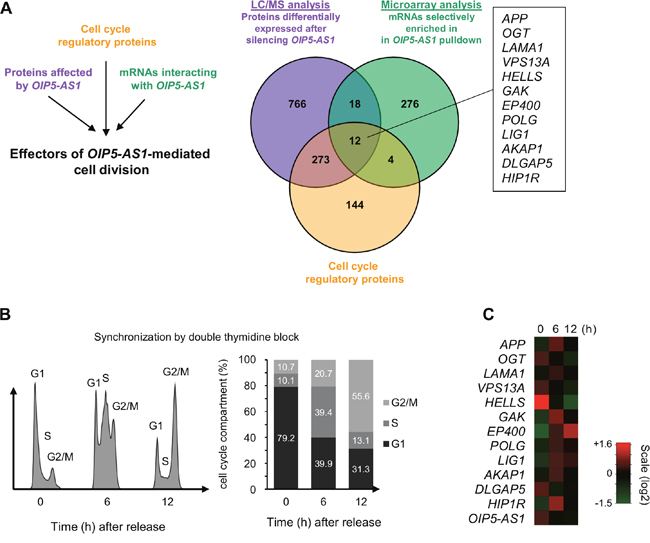 Cell cycle proteins regulated by OIP5-AS1, encoded by OIP5-AS1-interacting mRNAs.