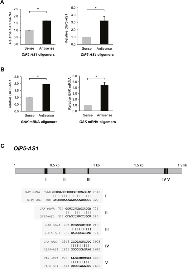 OIP5-AS1 interacts with GAK mRNA.