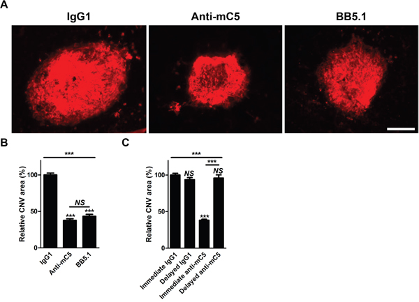 Anti-C5 antibody targeting MG4 domain inhibits laser-induced CNV in mice.