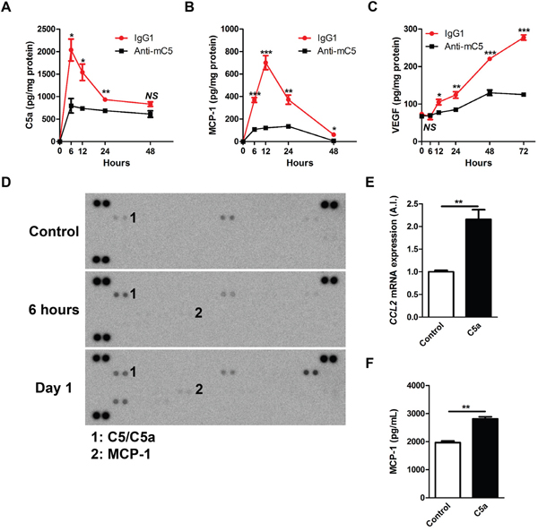 Anti-C5 antibody reduces sequential expression and secretion of C5a, MCP-1, and VEGF after laser photocoagulation.