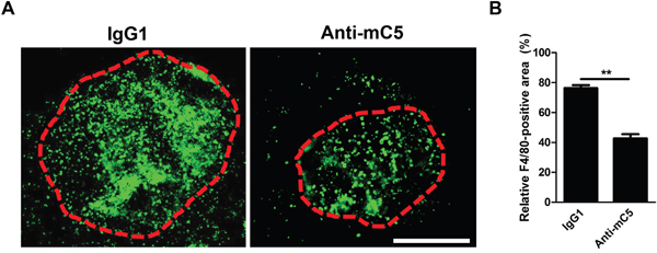 Anti-C5 antibody prevents infiltration of F4/80-positive cells in CNV lesions.