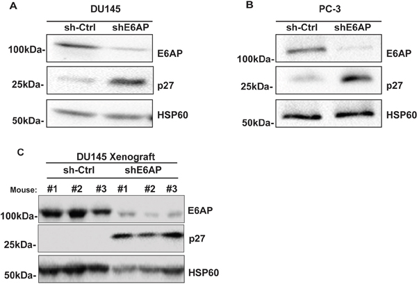 Knockdown of E6AP restores p27 protein levels in vitro and in vivo.