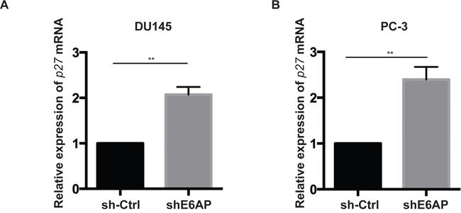 Knockdown of E6AP increases p27 transcription.