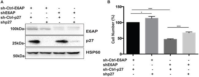 Double knockdown of E6AP and p27 partially rescues PC cell growth.
