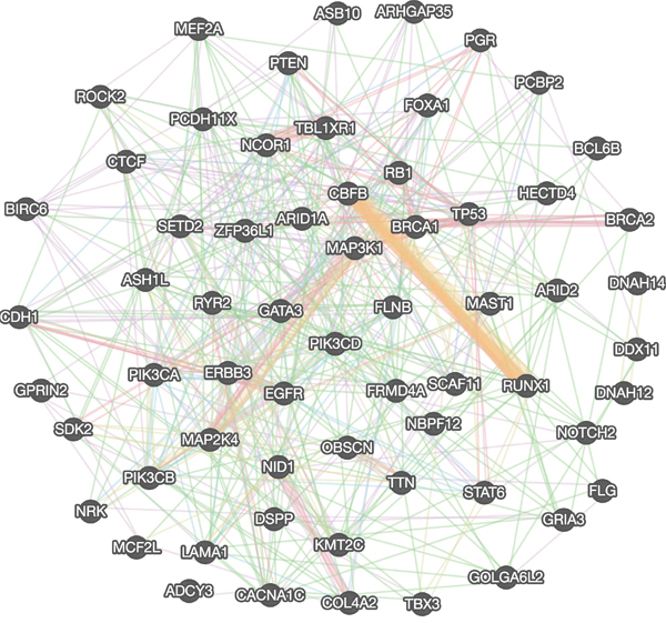Genetic interaction network of identified top candidate breast cancer driver genes.