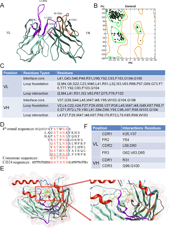 Identify the canonical residues supported CDR loop conformation and residues involved in contact with the antigen.