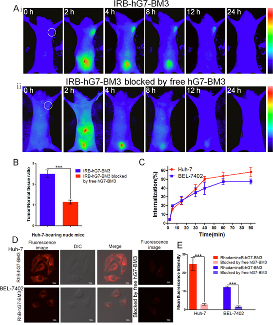 The tumor-targeting efficacy assay in vivo and tumor cell internalization assay in vitro.