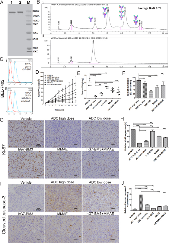 Characterization and in vivo anti-tumor activity of hG7-BM3-VcMMAE.