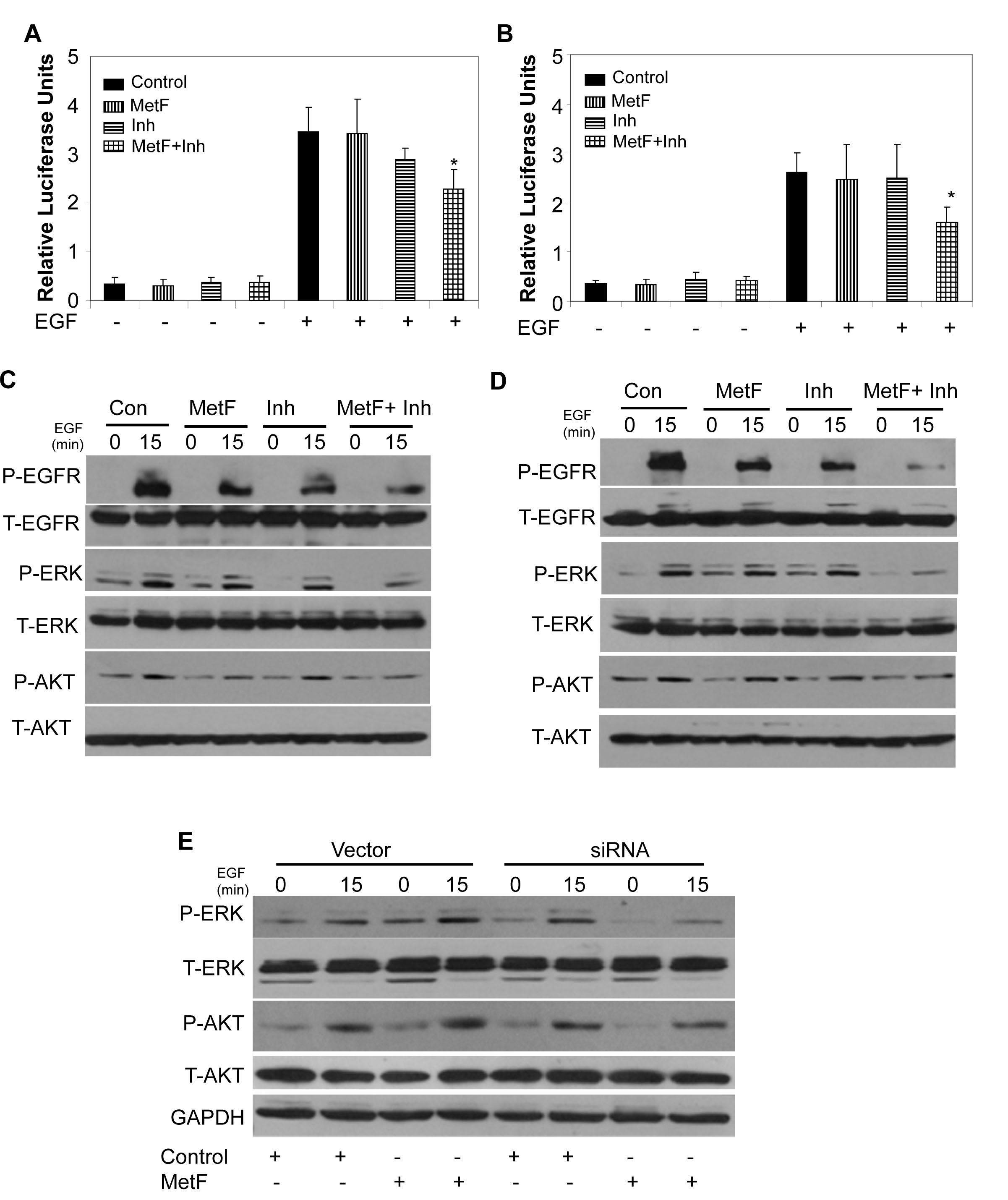 FAAH inhibition enhances Met-F-AEA mediated inhibition of EGFR signaling in NSCLC cell lines.