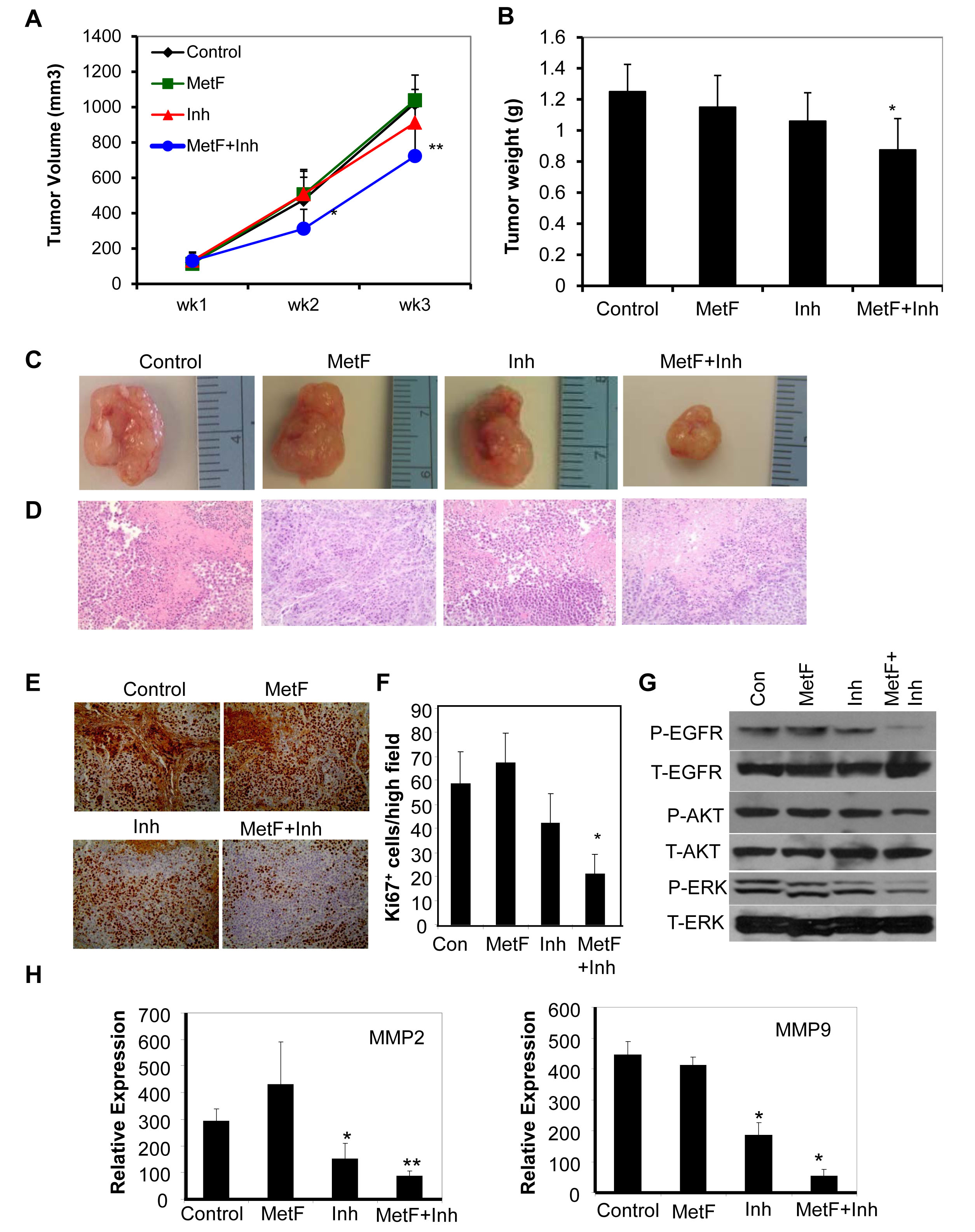 FAAH inhibition enhances Met-F-AEA mediated inhibition of NSCLC tumor growth
