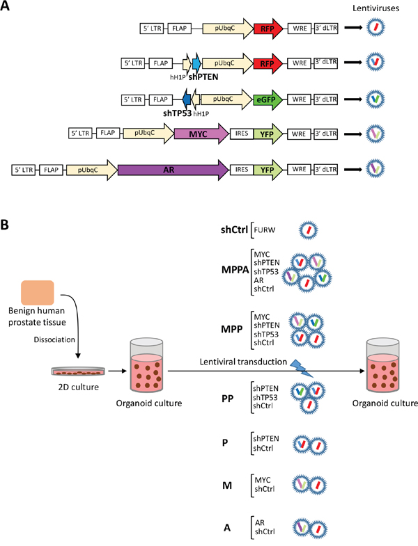 Schematic representation of experimental overview.