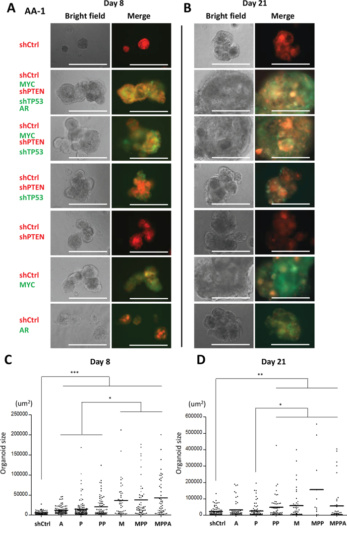 Engineered organoids derived from African American subject AA-1.