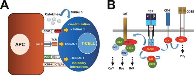 Antigen presentation and T cell activation through the T cell receptor signalosome.