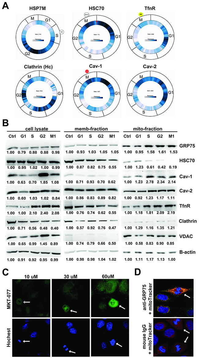 High expression of mitochondrial GRP75 in G2/M-phases.